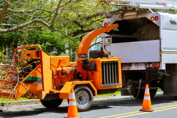 Best Root Management and Removal  in Tehaleh, WA